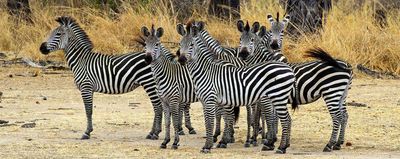Magic of Nyerere and Mikumi National Parks - Image - 2848